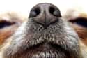 Healthy Dogs Have Wet Noses on Random Untrue Myths About Animals