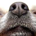 Healthy Dogs Have Wet Noses on Random Untrue Myths About Animals