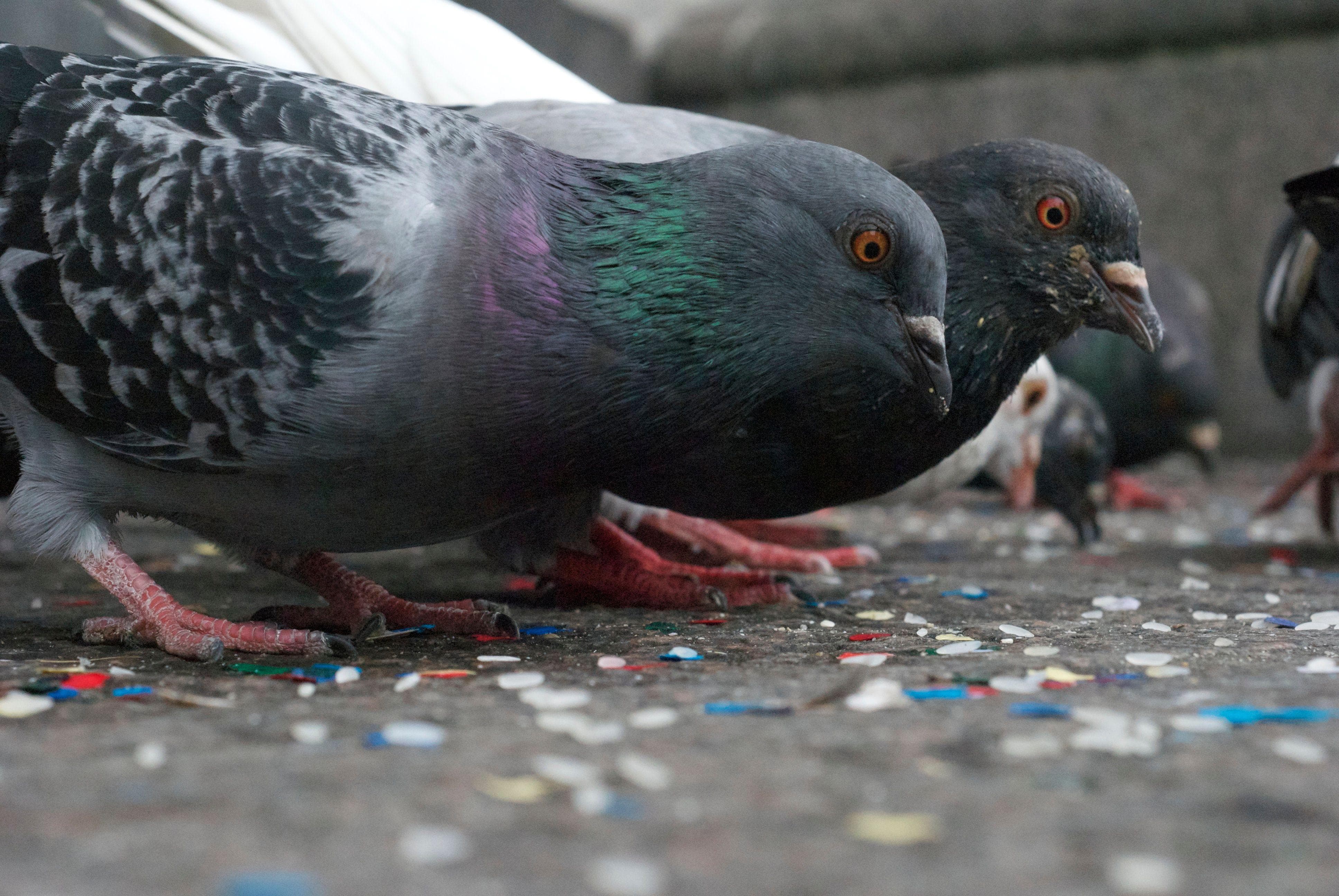 Animal Myths 16 Untrue Myths About Animals