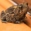 Toads Give You Warts on Random Untrue Myths About Animals