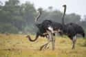 Ostriches Bury Their Heads In Sand on Random Untrue Myths About Animals