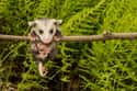Possums Hang From Their Tails In Trees on Random Untrue Myths About Animals
