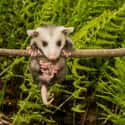 Possums Hang From Their Tails In Trees on Random Untrue Myths About Animals
