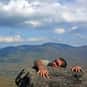 Fall Off A Cliff is listed (or ranked) 40 on the list The Worst Ways to Die