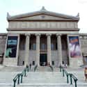 The Field Museum on Random Best Things To Do In Chicago