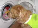 A Dog Washing/Traumatization Machine on Random Most Insane Pet Products for Crazy Owners