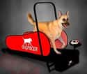 The Dog Treadmill on Random Most Insane Pet Products for Crazy Owners
