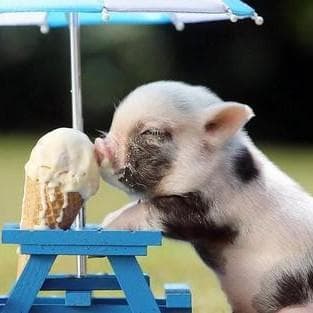 Cute Teacup Pig Videos Best Piglet Clips