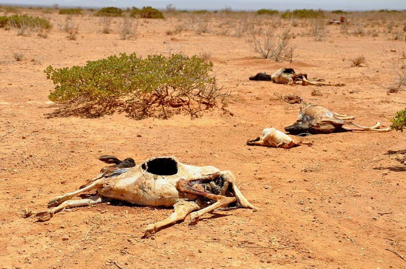 Somalia/East Africa Famine And Drought (2011)