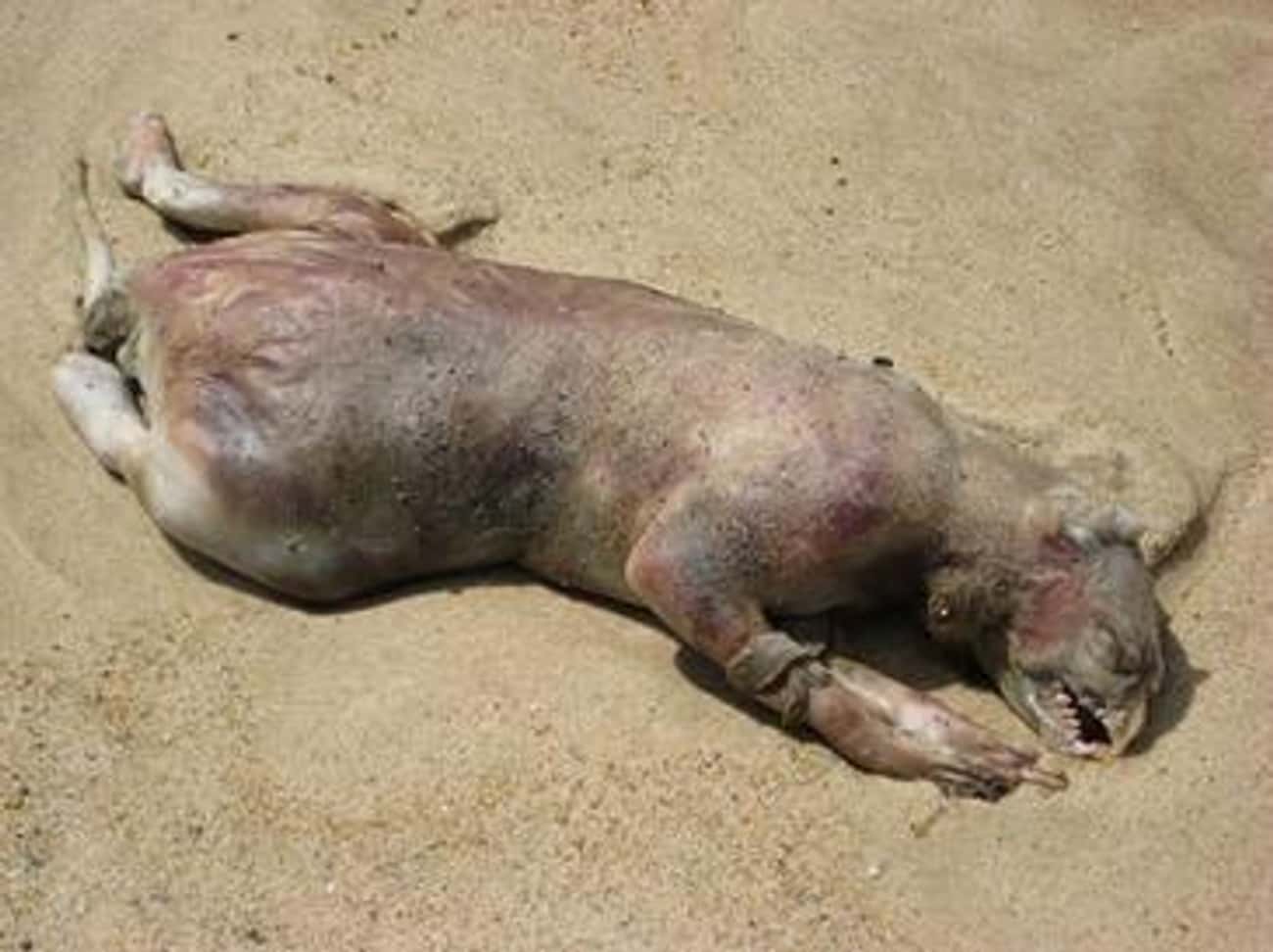 Montauk Monster Washes Up On A New York Beach