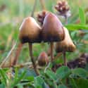Psilocybin Mushrooms on Random Most Addictive Drugs On Earth