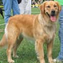 Golden Retriever on Random Best Dog Breeds for Families