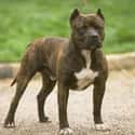 Pit Bull Terrier on Random Best Dog Breeds for Families