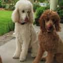 Standard Poodle on Random Best Dog Breeds for Families