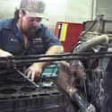 Bus and truck mechanics and diesel engine specialists on Random Most Common Jobs in America