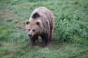 Bears on Random Tips For Encountering Dangerous Animals