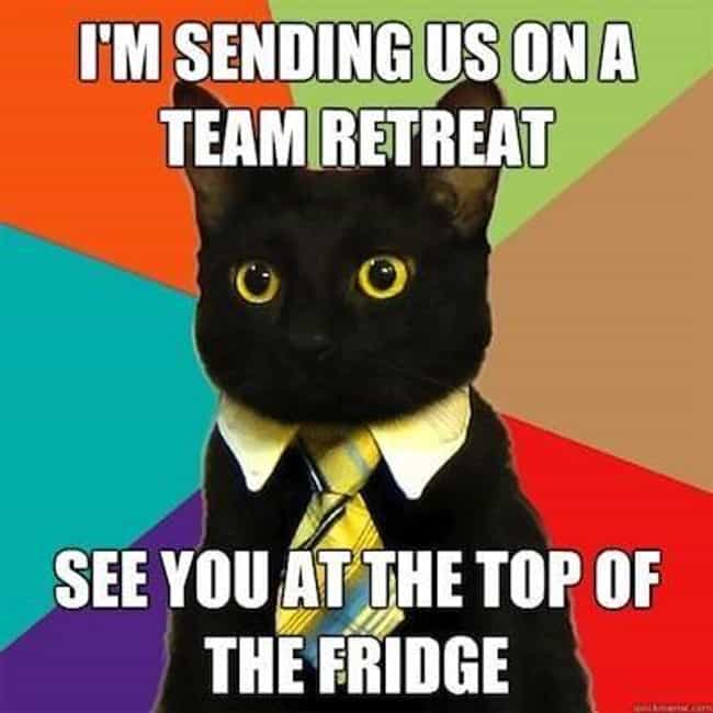 The Absolute Best of the Business Cat Meme - Cool Dump