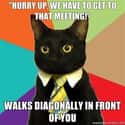 Business Cat on Urgency on Random  Best Business Cat Memes
