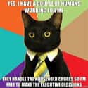 Business Cat on Household Staff on Random  Best Business Cat Memes