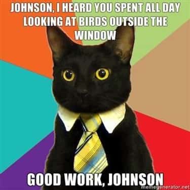 Business Cat Meme List Of Funny Business Cats