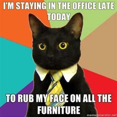Business Cat Meme List Of Funny Business Cats