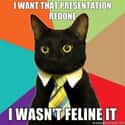 Business Cat on Editing Presentations on Random  Best Business Cat Memes