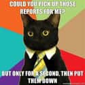 Business Cat on Task Managing on Random  Best Business Cat Memes