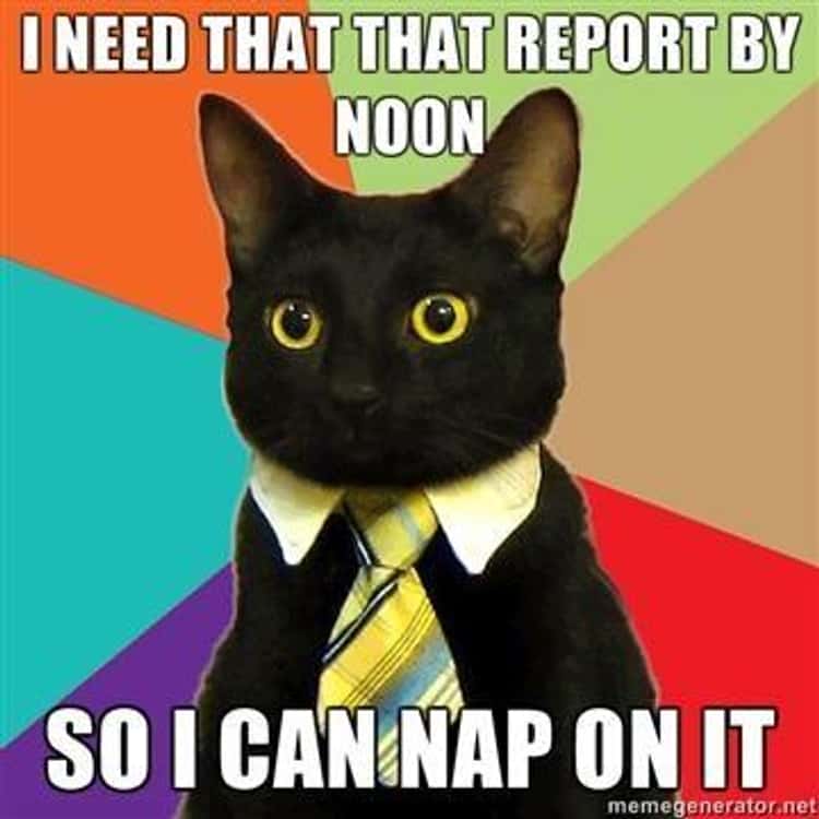 Business Cat Meme List Of Funny Business Cats