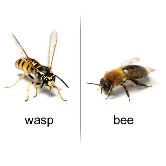 Bee Facts and Wasp Facts List of Interesting Facts