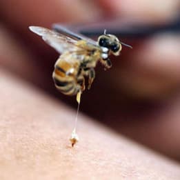 Yellow Black Bumblebee Bee Cute Fluffy Cc0 Photos