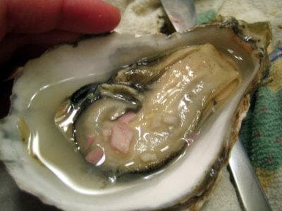 Most Disgusting Meats List of Gross MeatBased Foods