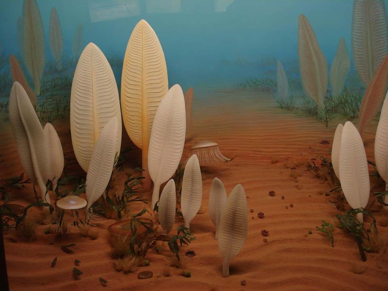 Precambrian - From the beginning to 650Ma