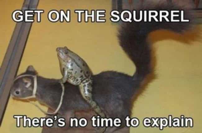 A Frog Rides a Squirrel