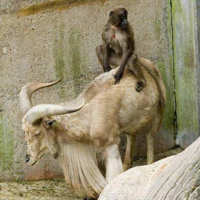 A Monkey Rides a Ram