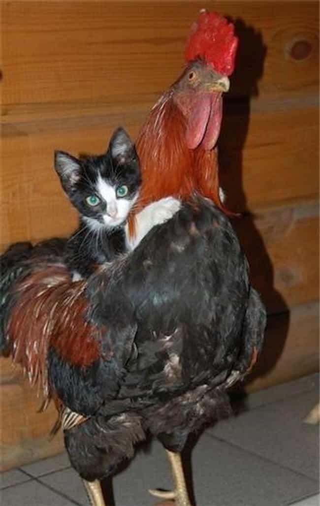 A Kitten Riding a Rooster