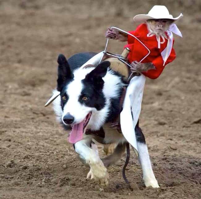 A Cowboy Monkey Rides His Dog