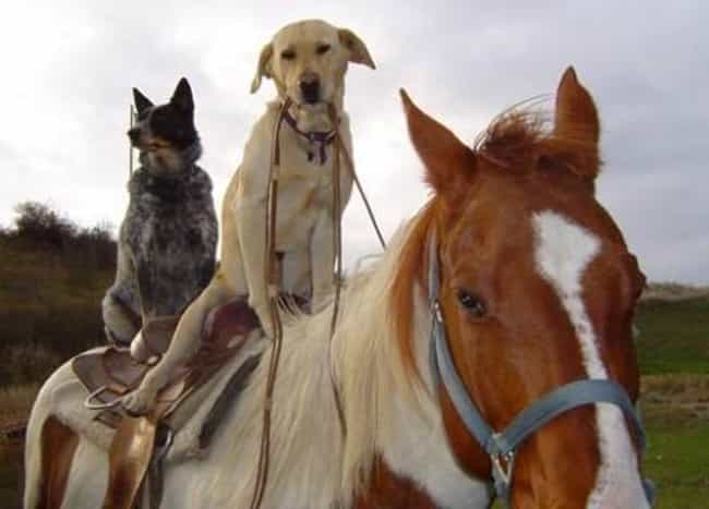 Two Dogs Ride a Horse