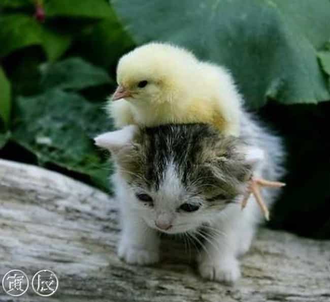 A Chick Riding a Kitten