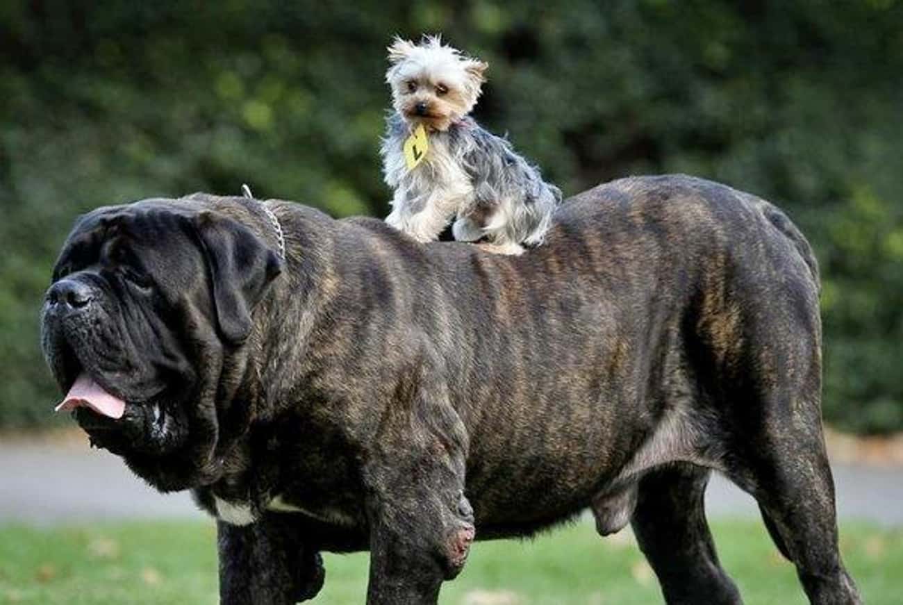 A Yorkie Riding A Mastiff