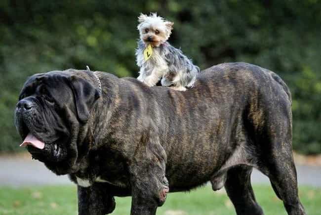 A Yorkie Rides a Mastiff
