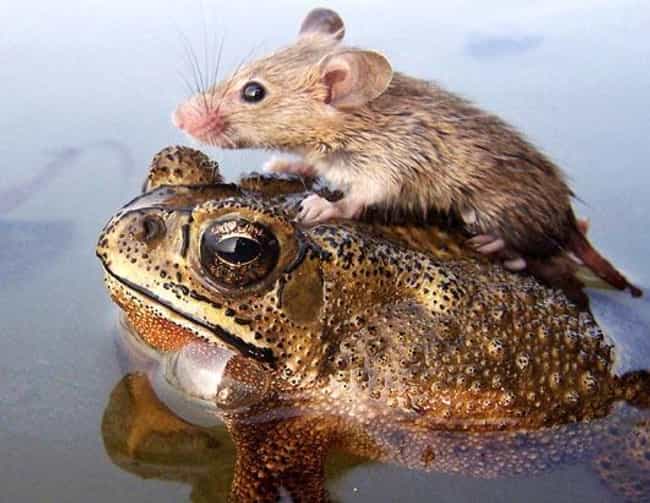 A Mouse Riding a Frog