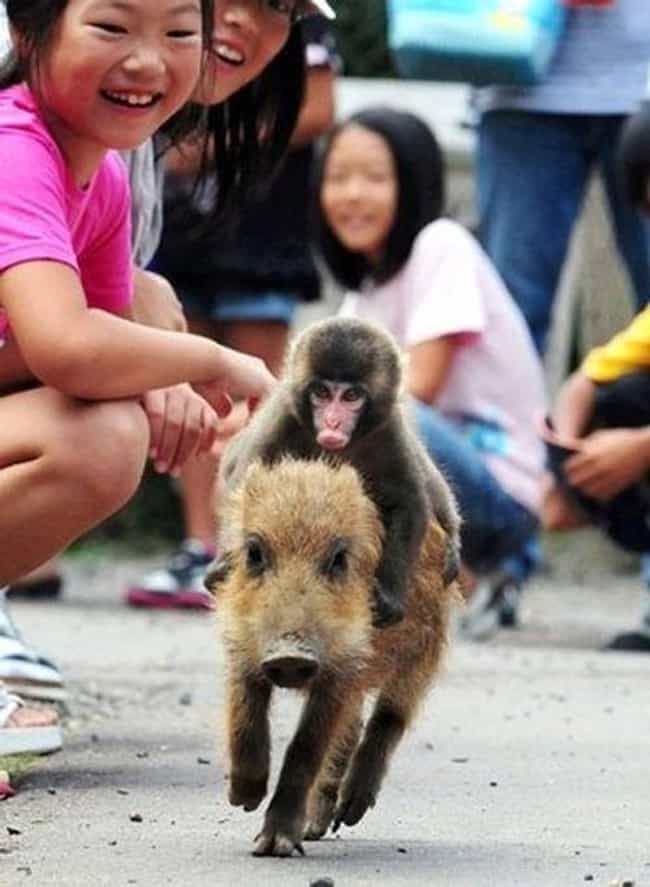 A Monkey Rides a Pig