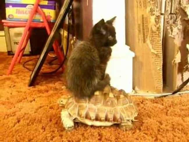 A Cat Riding a Turtle