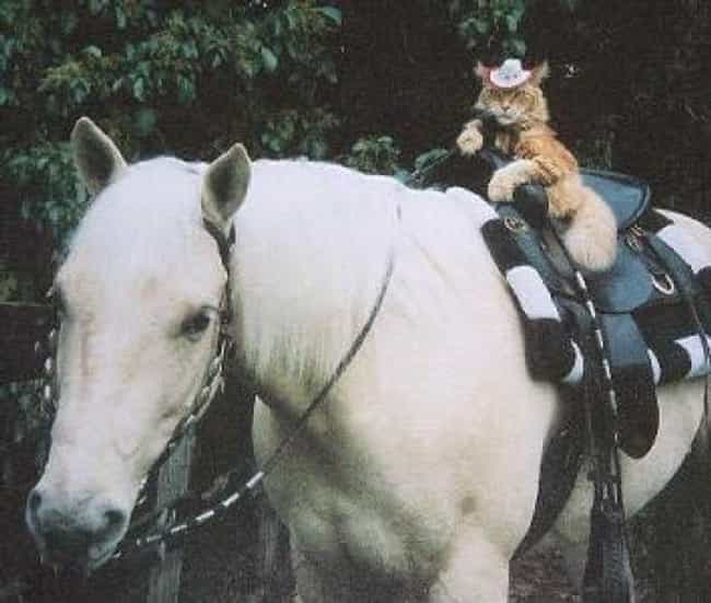 A Cat in a Cowboy Hat Rides a Horse