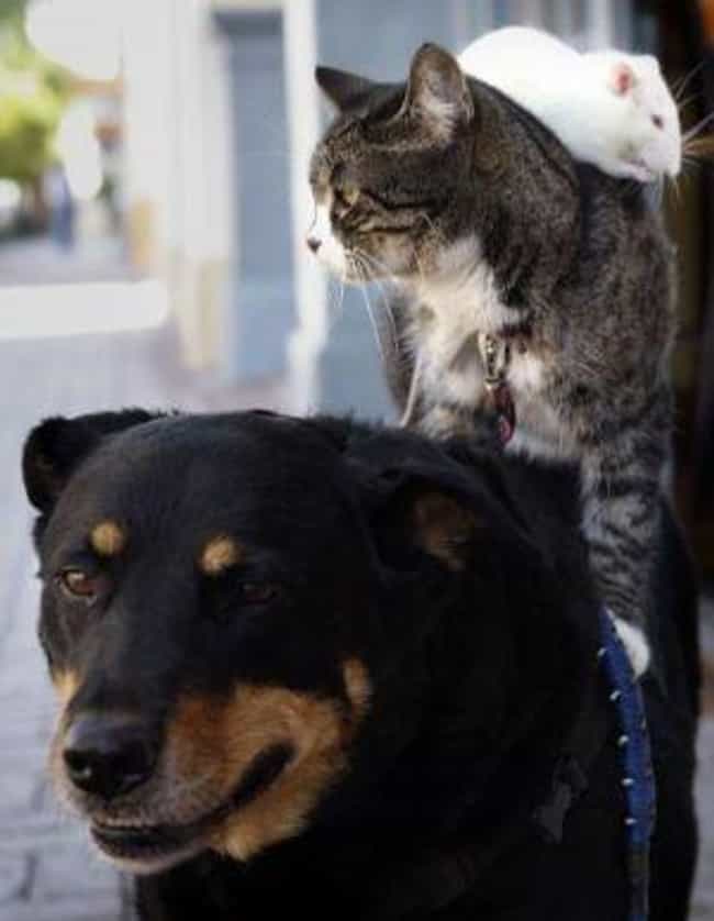 A Mouse Rides a Cat That's Riding a Dog