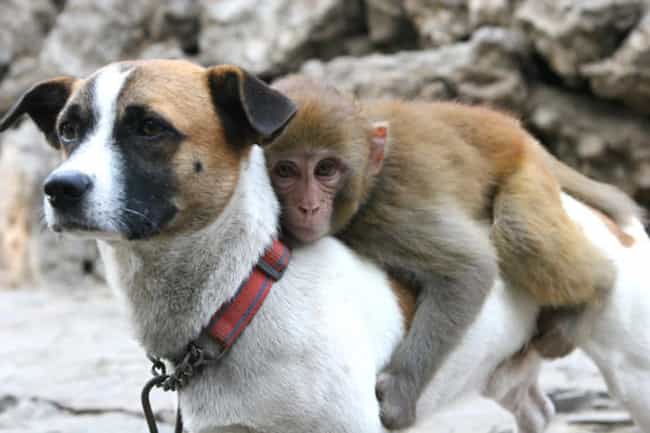 A Monkey Holding Onto a Dog
