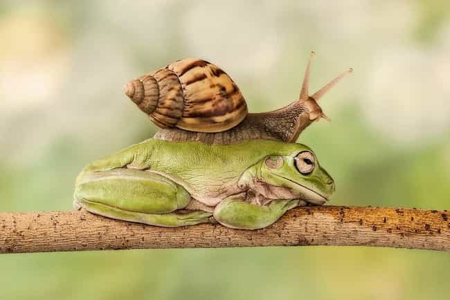A Snail Rides a Frog