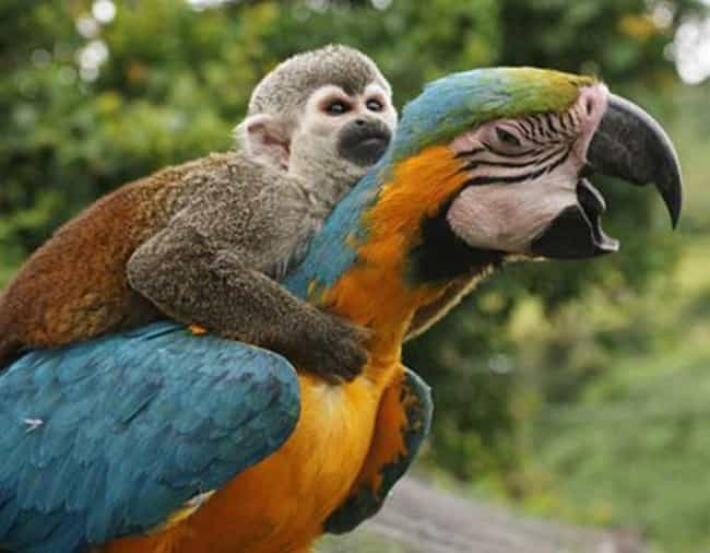 A Monkey Riding a Parrot