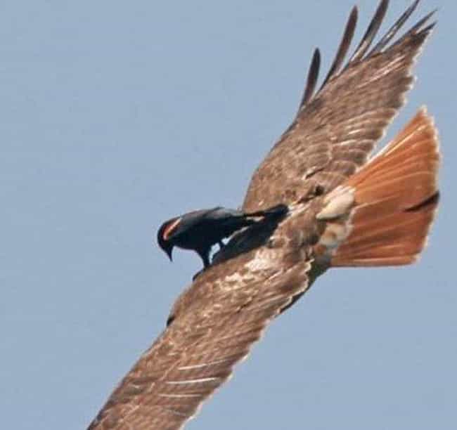Bird Riding a Hawk