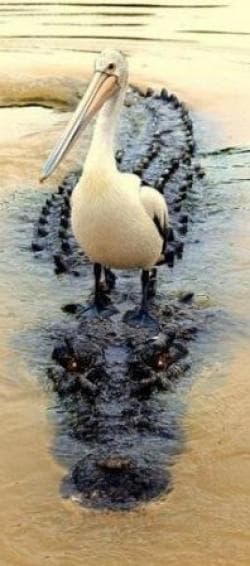 Random 20 Greatest Pictures of Animals Riding Other Animals